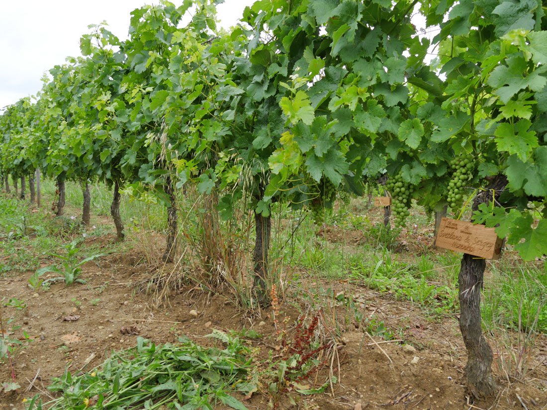 Виноградник на урожай